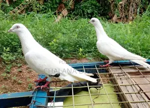 Pigeon