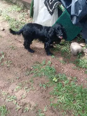 Cocker Spaniel Puppy