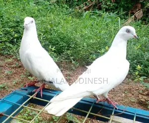 Pigeon