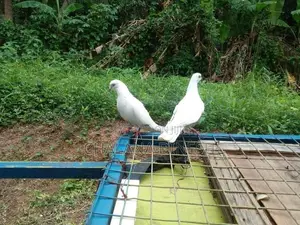 Pigeon