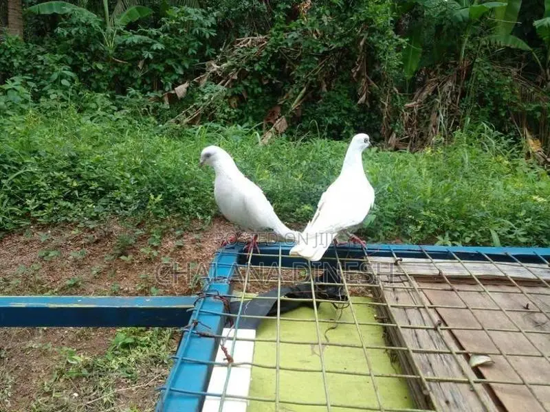 Pigeon