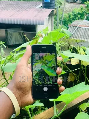Apple iPhone 8 (Used)