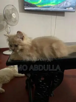 Persian Ginger Cat