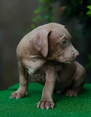American Bully XL Size