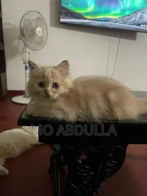 Persian Ginger Cat