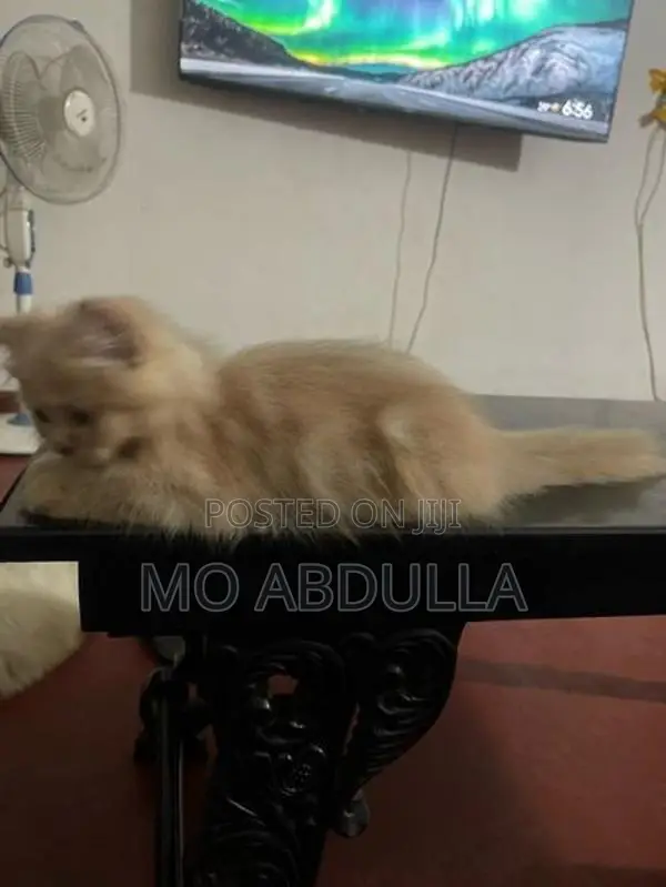 Persian Ginger Cat