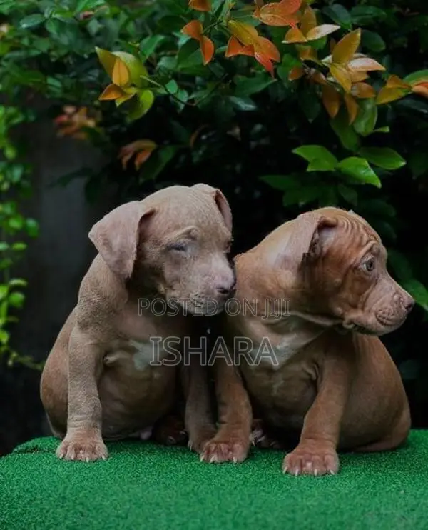 American Bully XL Size