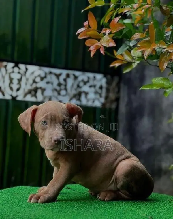 American Bully XL Size
