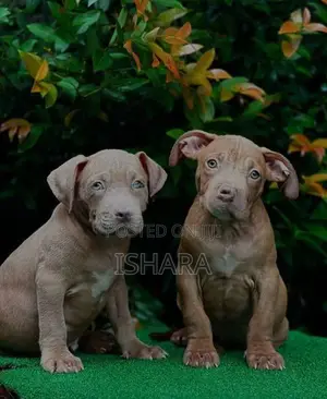 American Bully XL Size