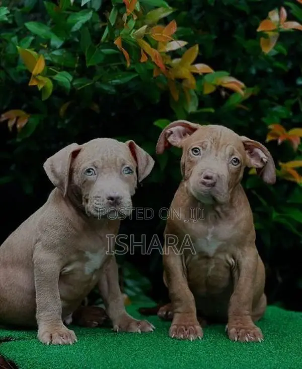 American Bully XL Size