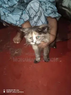 Persian Cat
