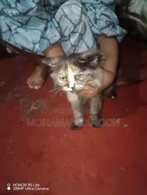 Persian Cat