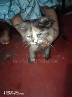 Persian Cat