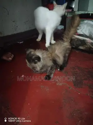 Persian Cat