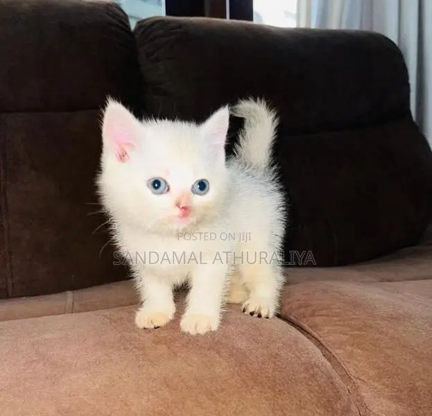 British Short Hair Kittens