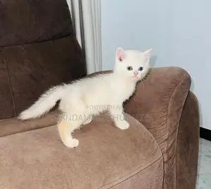 British Short Hair Kittens