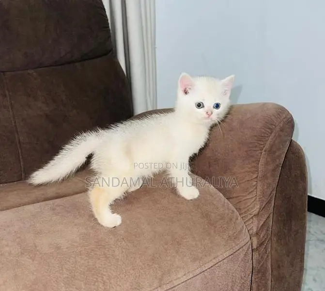 British Short Hair Kittens