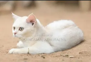British Short Hair Kittens