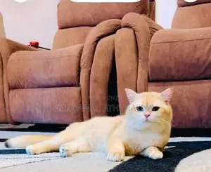 British Short Hair Kittens