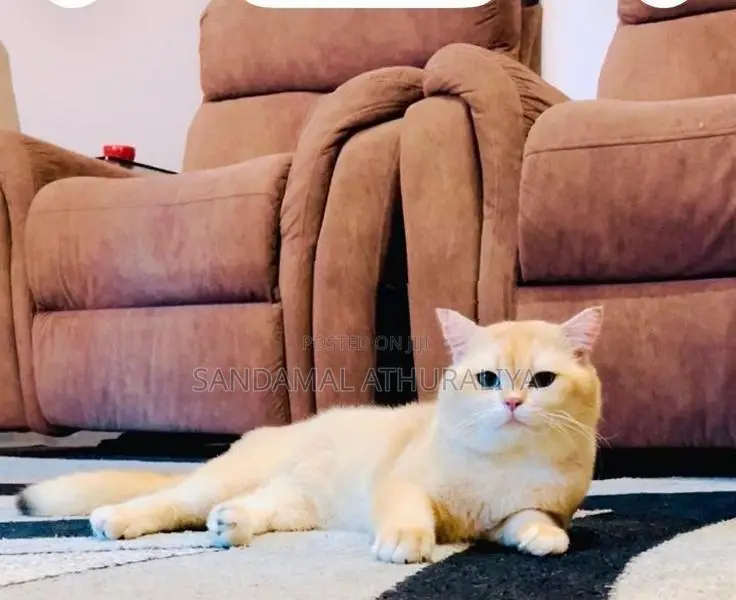 British Short Hair Kittens