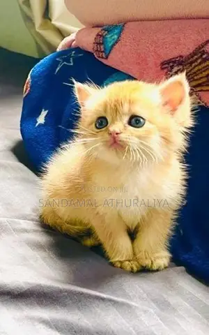 British Short Hair Kittens