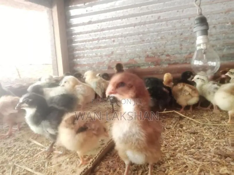 නිරෝගීමත් ගම් කුකුළ් පැටවුන්