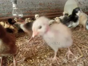 නිරෝගීමත් ගම් කුකුළ් පැටවුන්