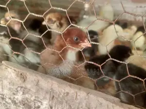 නිරෝගීමත් ගම් කුකුළ් පැටවුන්