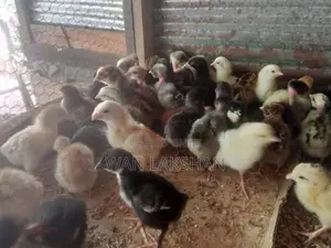 නිරෝගීමත් ගම් කුකුළ් පැටවුන්
