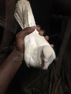 Pigeon