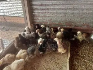 නිරෝගීමත් ගම් කුකුළ් පැටවුන්