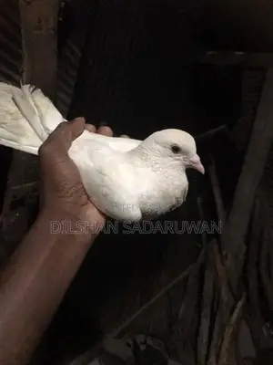 Pigeon