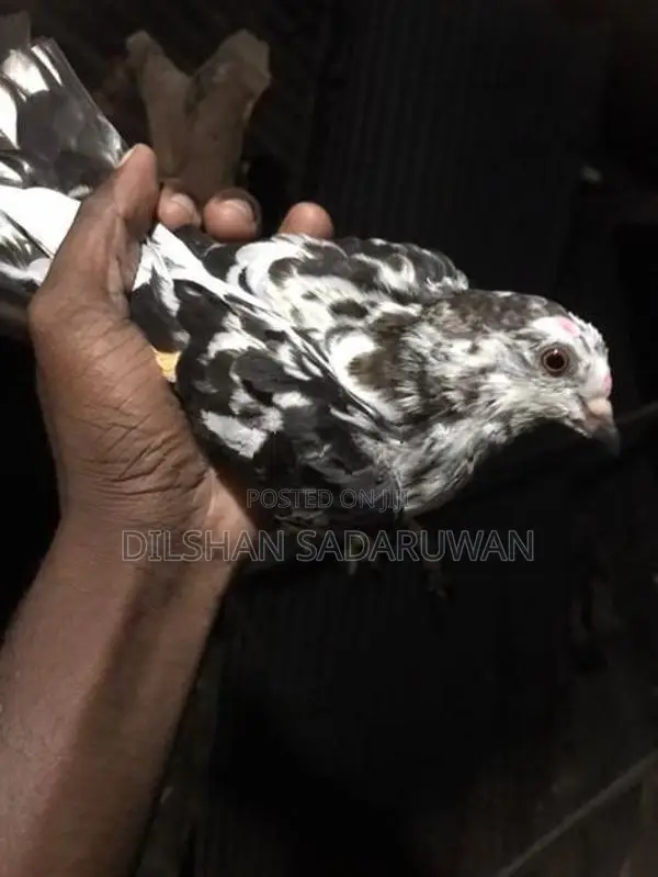 Pigeon