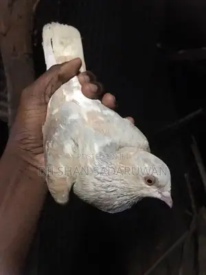 Pigeon