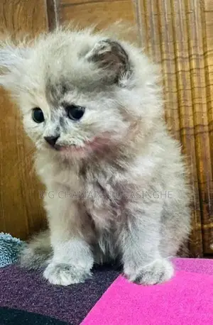 Persian Kittens