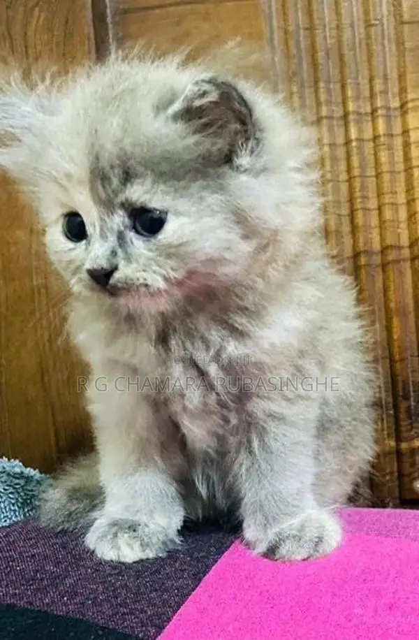 Persian Kittens