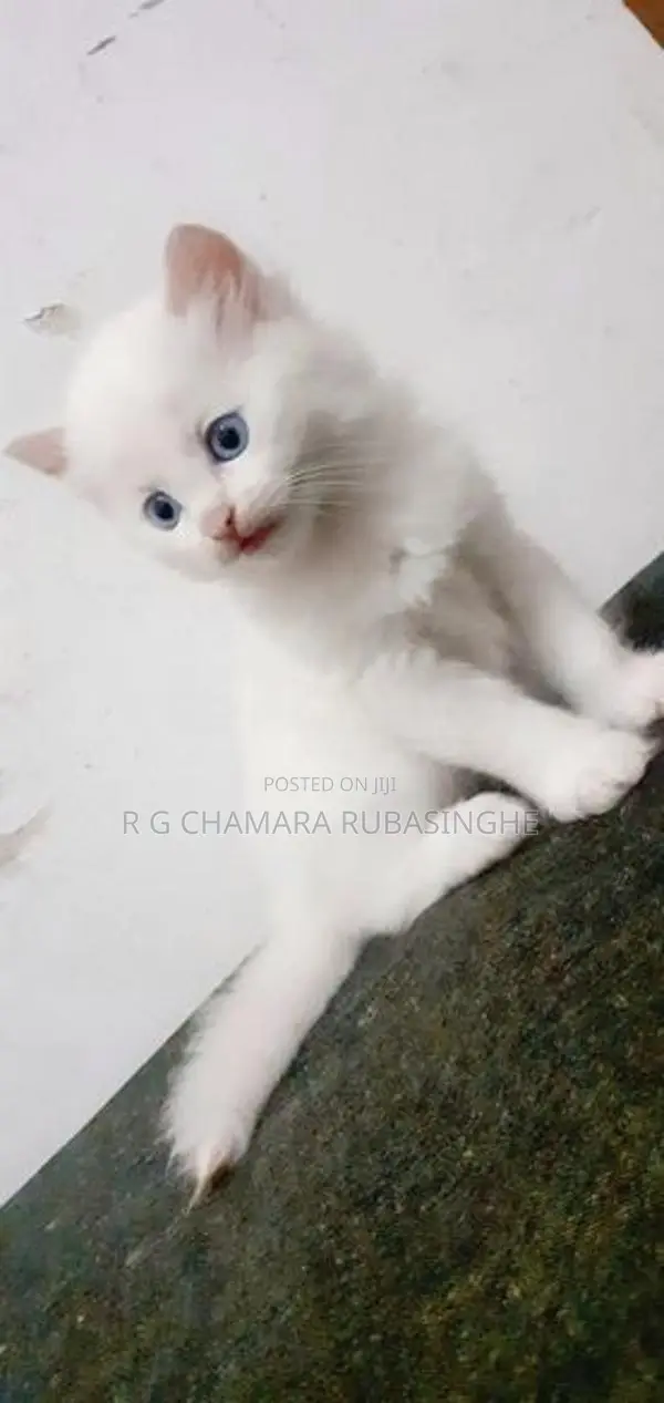 Persian Kittens