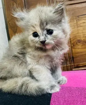 Persian Kittens