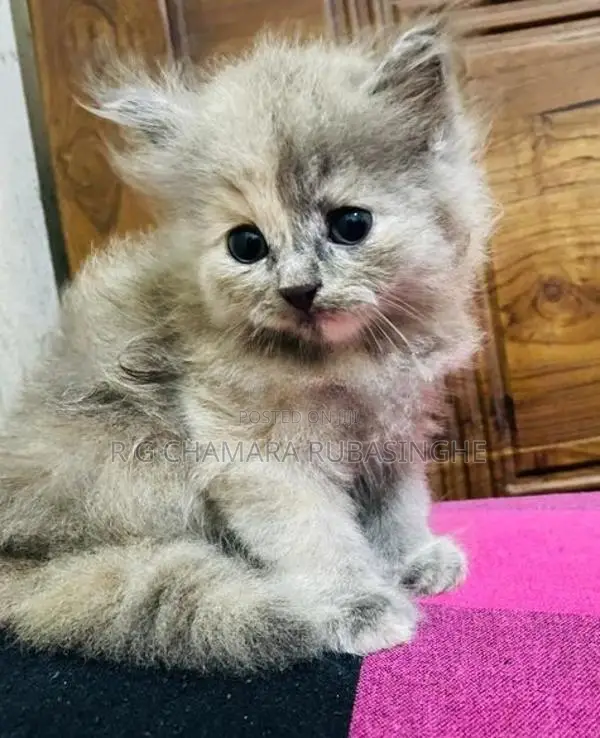 Persian Kittens