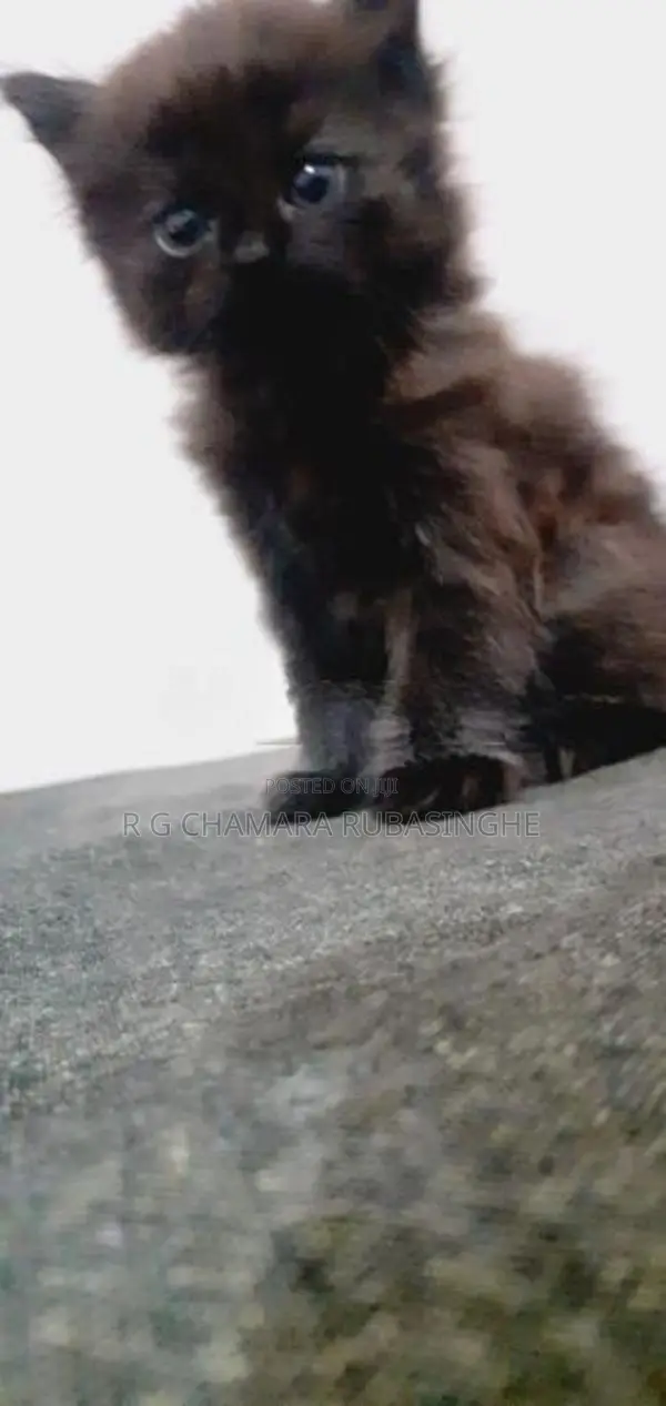 Persian Kittens
