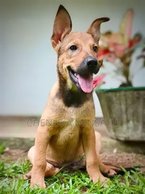 Ridgeback Female Puppy