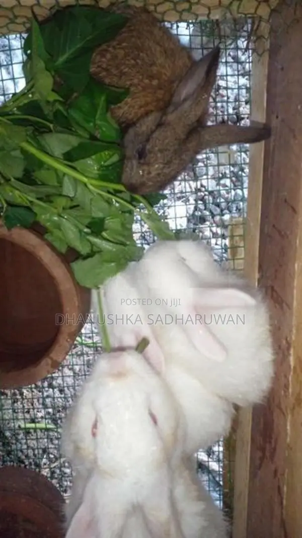 Rabbits
