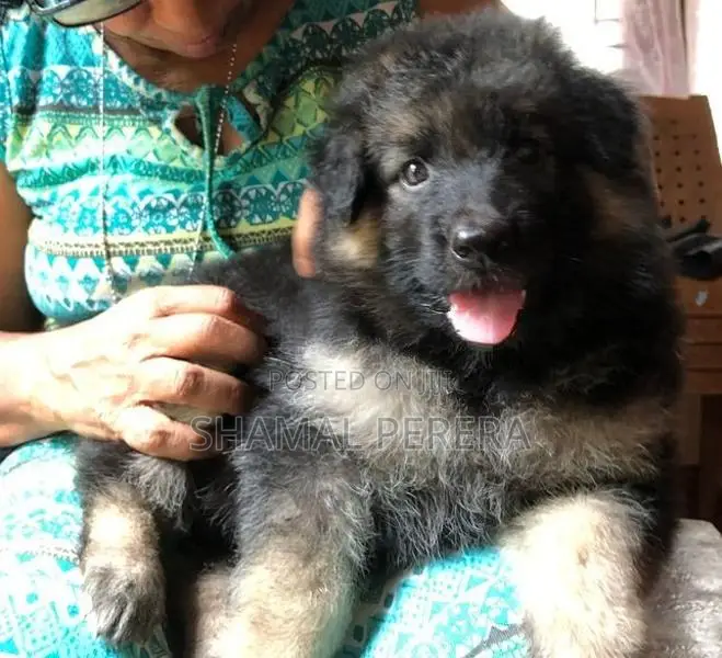 German Shepherd Puppy