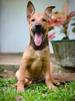 Ridgeback Female Puppy