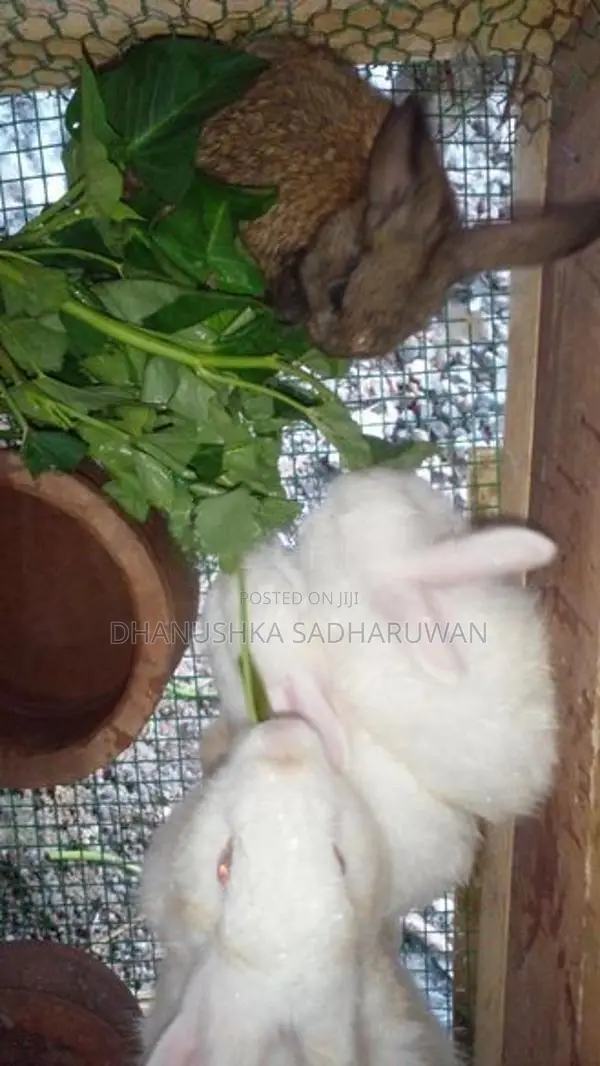 Rabbits