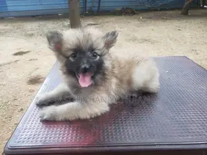 Pomeranian Puppies