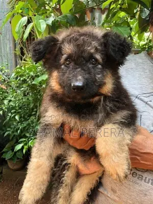 German Shepherd Puppy