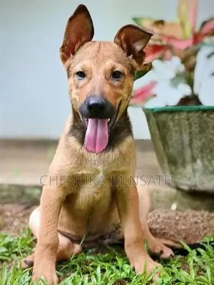 Ridgeback Female Puppy