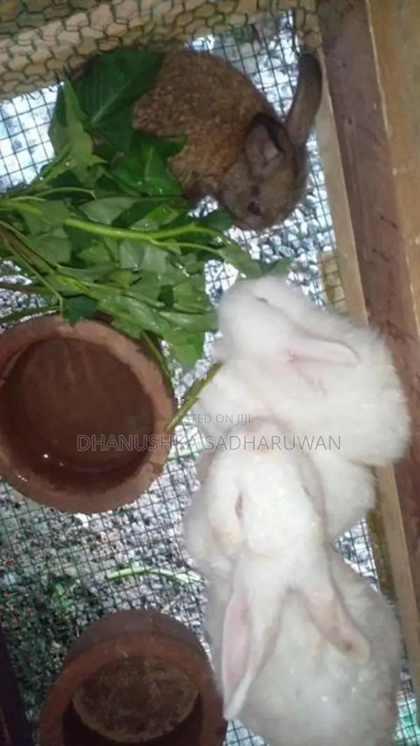 Rabbits