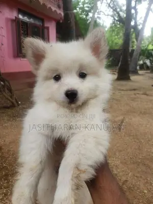 Pomeranian Puppies